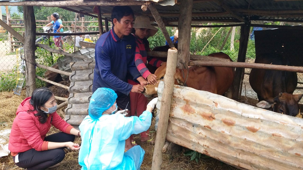 Xuất hiện dịch tả lợn châu phi và dịch lở mồm long móng trên đàn bò